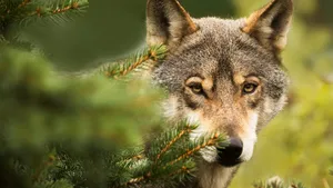 in detail male gray wolf (Canis lupus) peeks carefully out from behind the tree, he is very timid