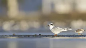 A Forster's tern (Sterna forsteri) resting and preening on the beach.