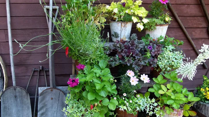kleur tuin