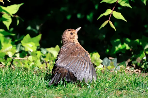 Jonge vogel