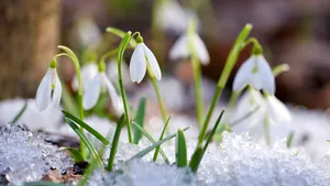 Sneeuwklokje