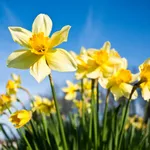 Differential focus of daffodils with morning dew