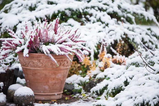 Tuin in de winter