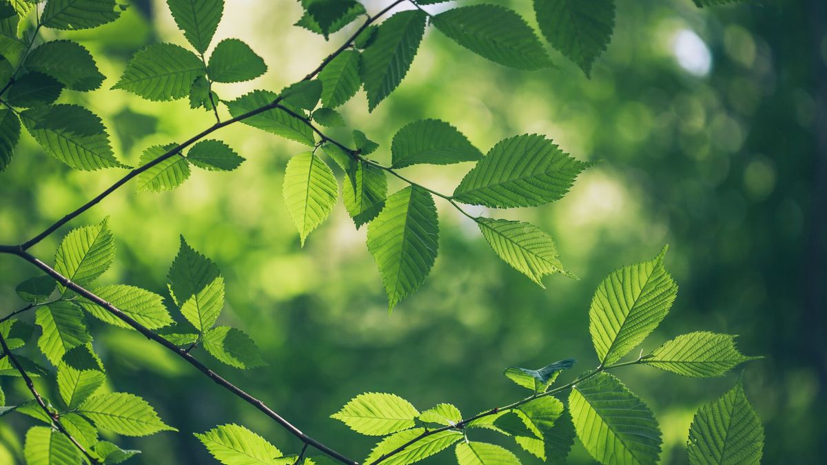 5/4: Wilde Natuurdag in het Drents-Friese Wold