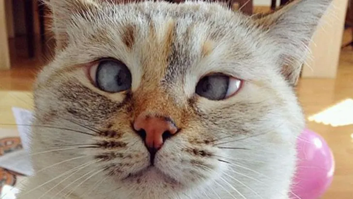 lelijke kat
