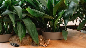 Deze plant overleeft alles: waarom de Aspidistra de ideale luchtzuiveraar is voor elk huis