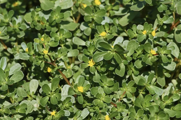 Wilde postelein met de kenmerkende gele bloemetjes