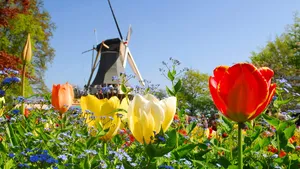 typical dutch: mill and tulips in keukenhof holland
