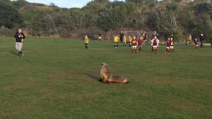 Zeeleeuw bestormt veld, legt voetbalwedstrijd stil