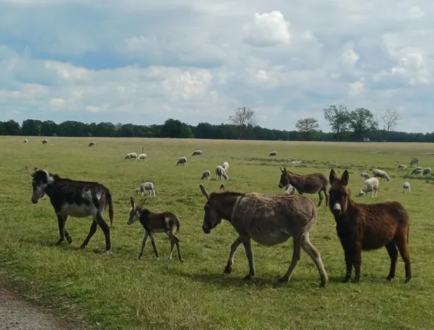 Vier Friese ezels met een pasgeboren ezeltje in de wei langs de weg tussen Wijnjewoude en Ureterp tijdens een ritje op de racefiets.