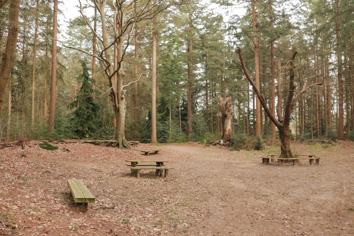 Verborgen plekje in Drenthe: wandel door een stervormig bos uit 1770