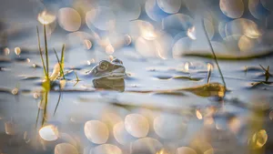 Natuurfoto