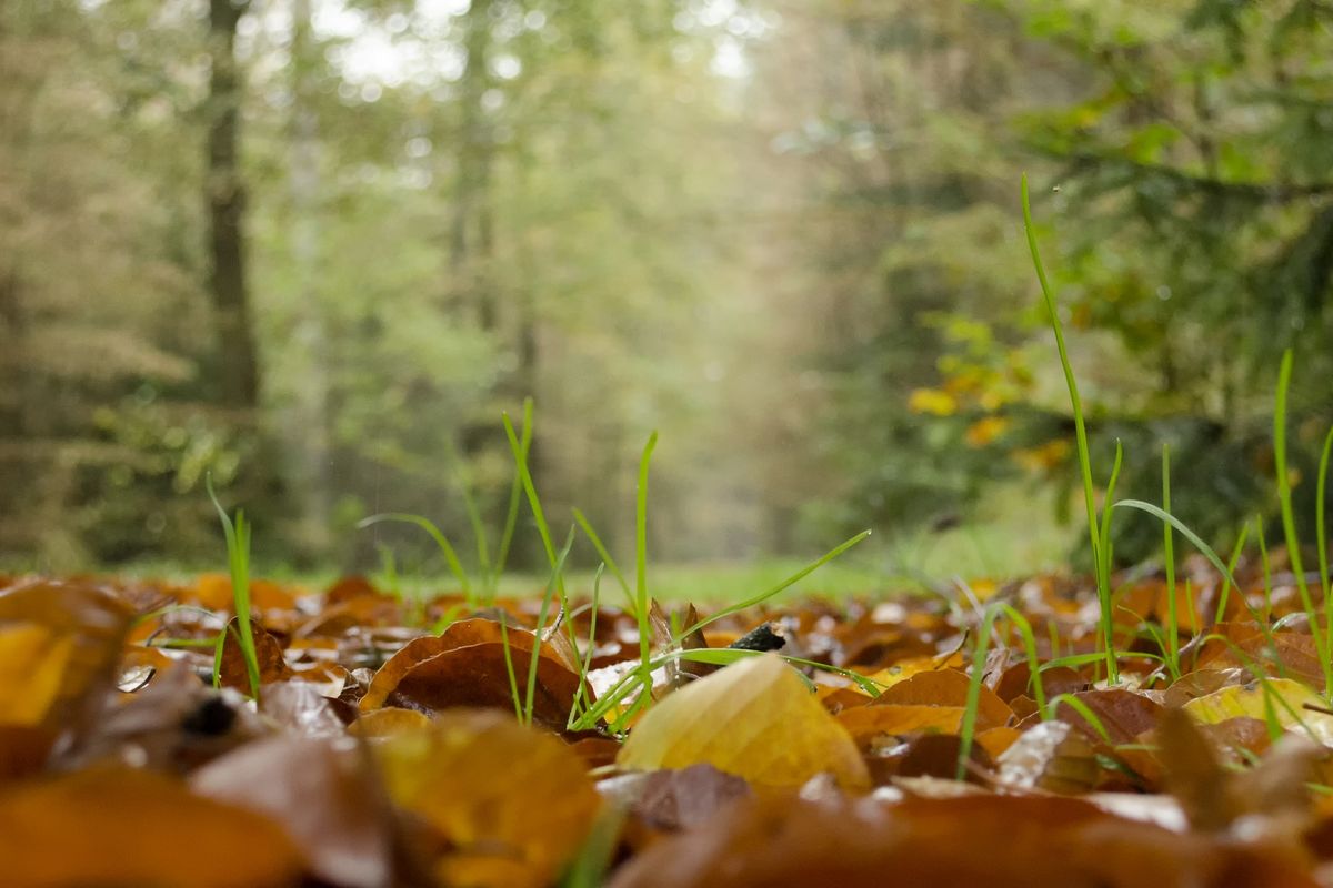 Herfstwandeling 'Omarm de Herfst'