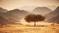 woestijn sinai boom