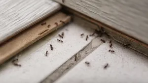 Insecten buitenhouden
