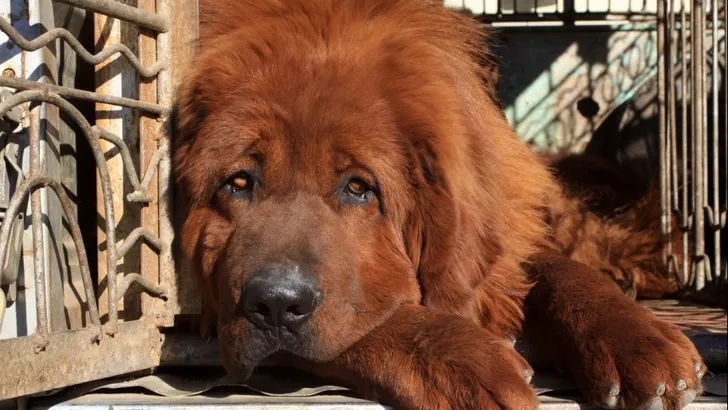 Extravagantie ten top: je raadt nooit hoeveel de duurste hond ter wereld kost