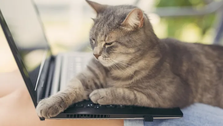 Thuiswerken met poezen, het is nog een hele uitdaging