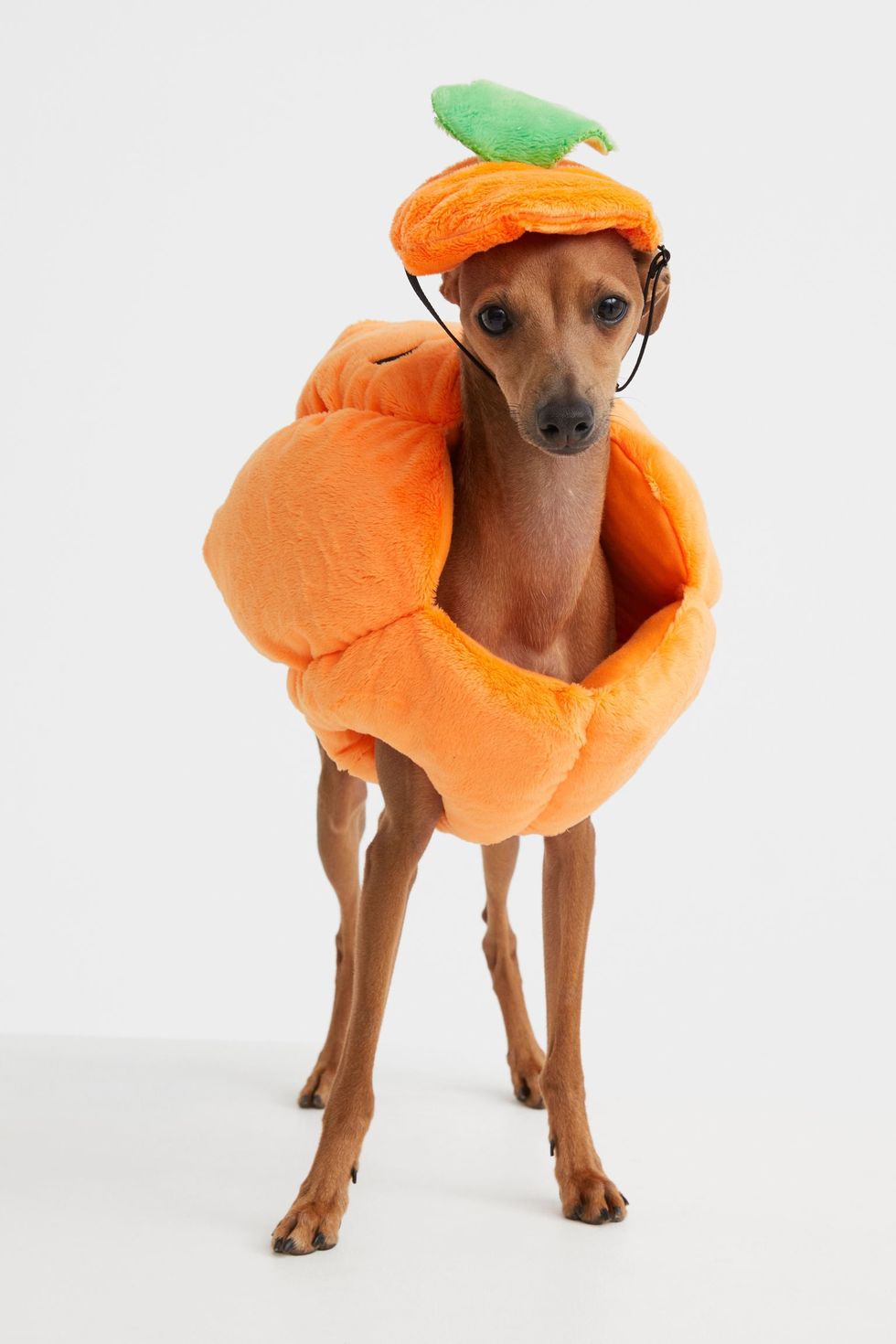 forum geroosterd brood Vernederen Bij de H&M scoor je het perfecte Halloween pakje voor je hond! |  GadgetGekkies