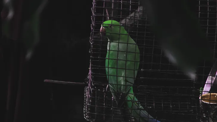 Papegaai