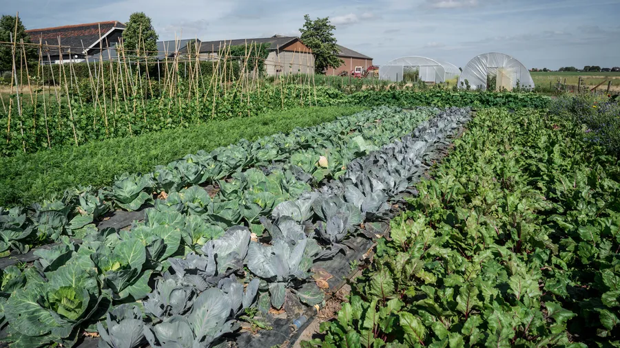 Moestuin De Dyck, Woubrugge