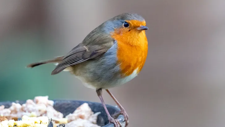 Met deze simpele tips overleven de vogels in jouw tuin de winter (én dit moet je nooit doen)