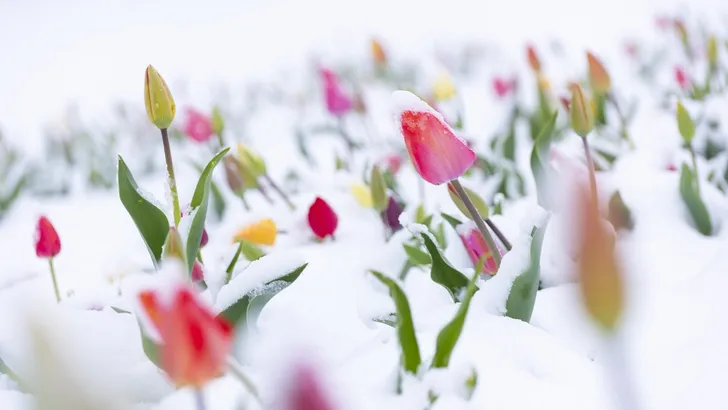Help, hoe red ik mijn tuinplanten van de vorst?