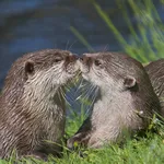 Kissing Otters