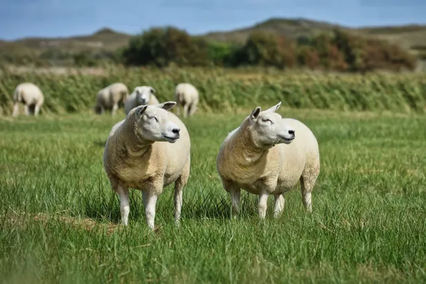 Schapen op Texel