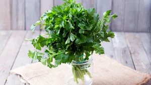 Fresh green parsley on the wooden table