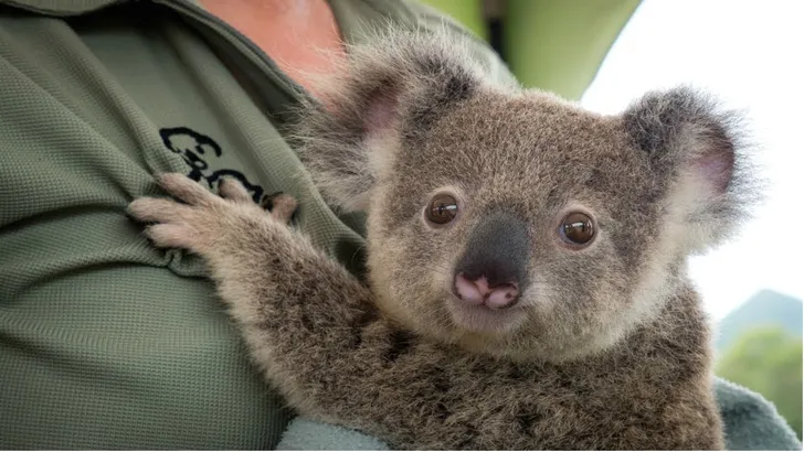 koala's