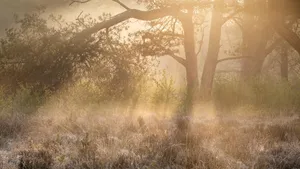 golden sunrise light in foggy forest