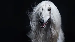 Afghan hound dog studio portrait