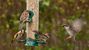 Voer jij vogels in de winter? Pas op: met deze 5 fouten breng je ze onbedoeld in levensgevaar