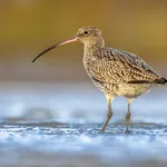 Eurasian curlew wading in tidal marsh waddensea