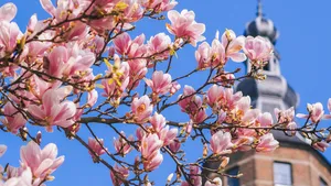 Bloesembomen