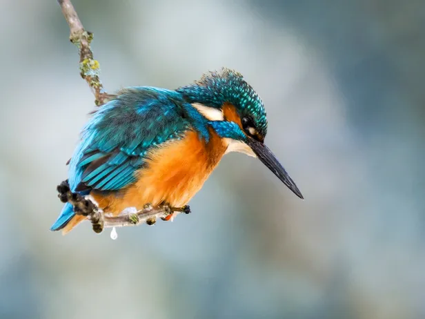 IJsvogel