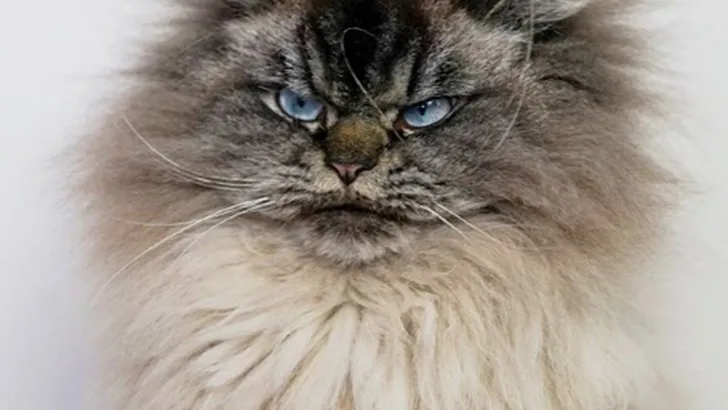 Merlin de kat