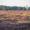 Een bijzonder verhaal: de geschiedenis van heide in Drenthe | Noorderland