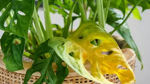 Heeft jouw Monstera gele bladeren? Dit is de fout die bijna iedereen maakt (en het is niet te weinig water)