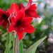 Amaryllis