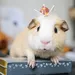 Beau Pets: cavia's die de show stelen met hun flatterende hoeden