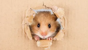 Hamster