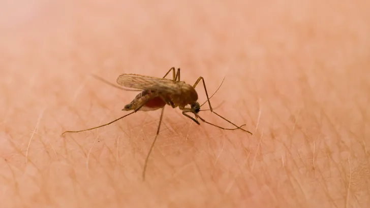 Kak, de muggen zijn onderweg: volgende week eerste plaag