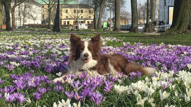 Prinses Mary van Denemarken: lente in haar bol!  