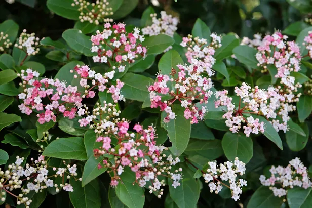 Viburnum tinus