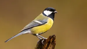 Waarom je kool- en pimpelmezen kunt helpen met een eierschaal