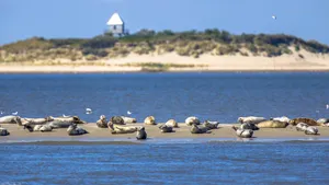 Waddeneilanden