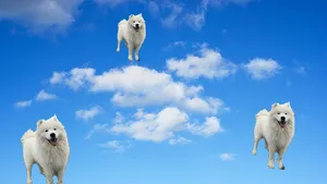 hond