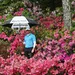 Azalea's