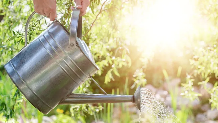 Zó blijft je tuin mooi in tijden van droogte